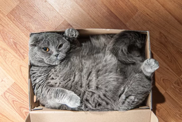 Moving House? Check With Your Cats First…